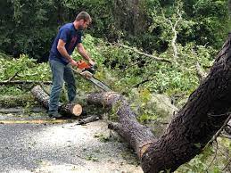 Best Utility Line Clearance  in Catalina Foothills, AZ