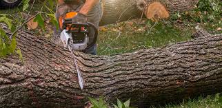 Best Tree Preservation Services  in Catalina Foothills, AZ